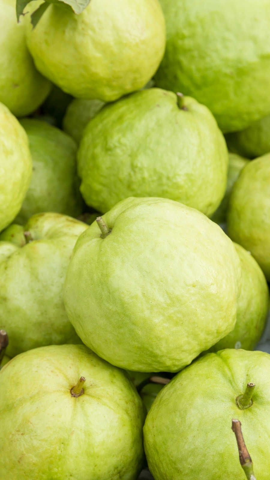 Discover the Amazing Benefits of Guava for Your Health and Wellbeing