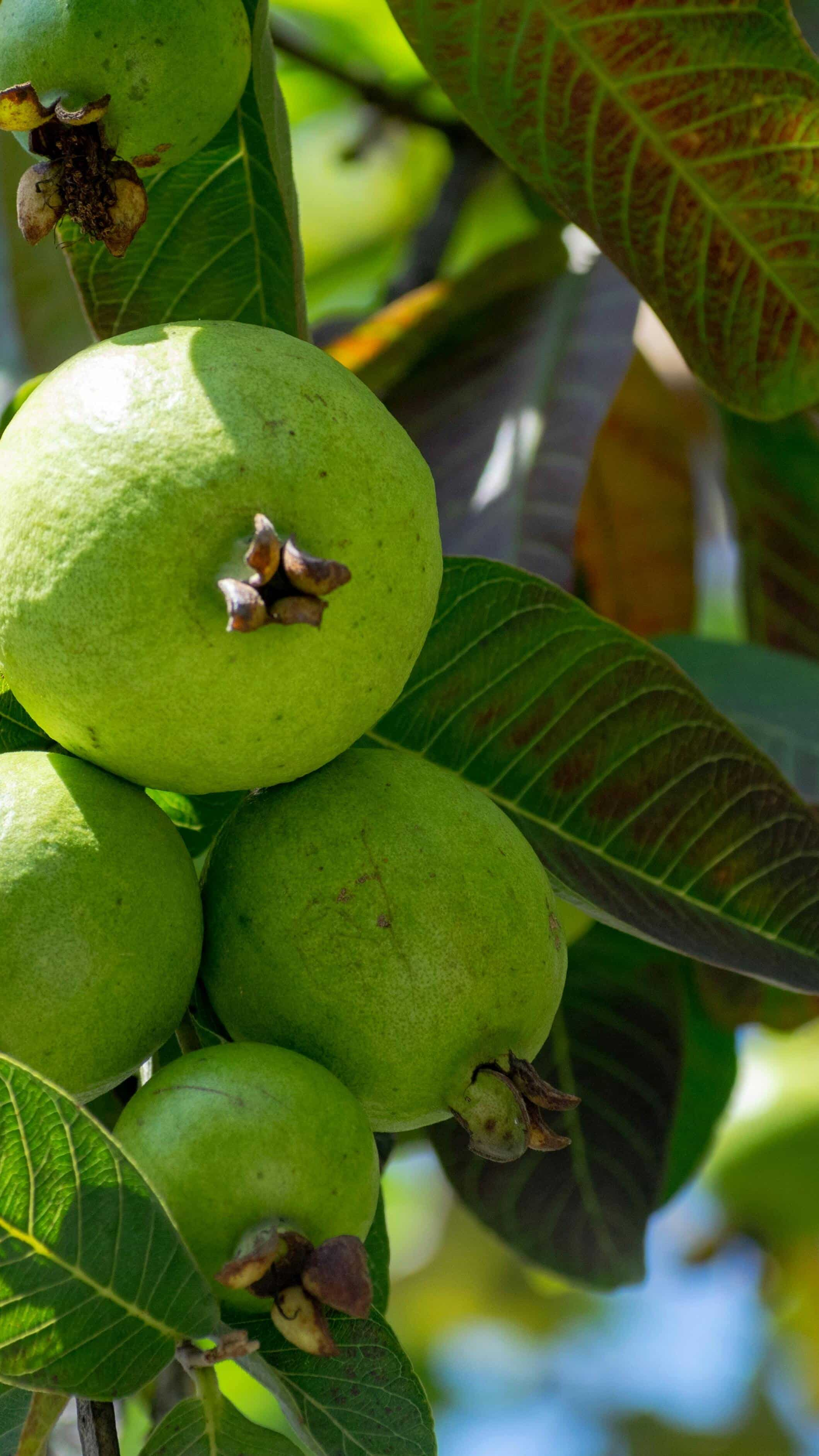 Discover the Amazing Benefits of Guava for Your Health and Wellbeing