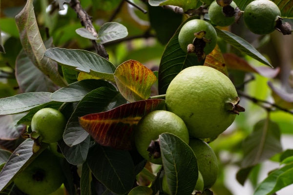 Discovering the Remarkable Benefits of Guava Leaves in Women’s Health and Wellness