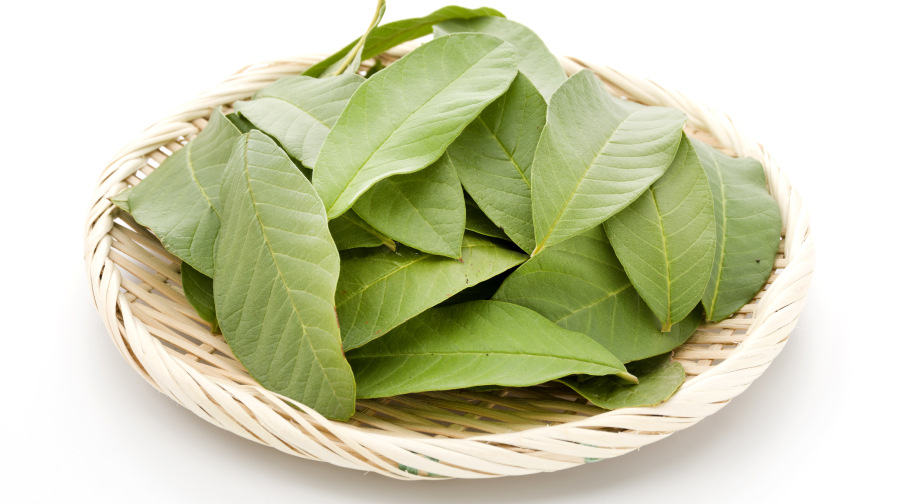 Discovering the Remarkable Benefits of Guava Leaves in Women’s Health and Wellness