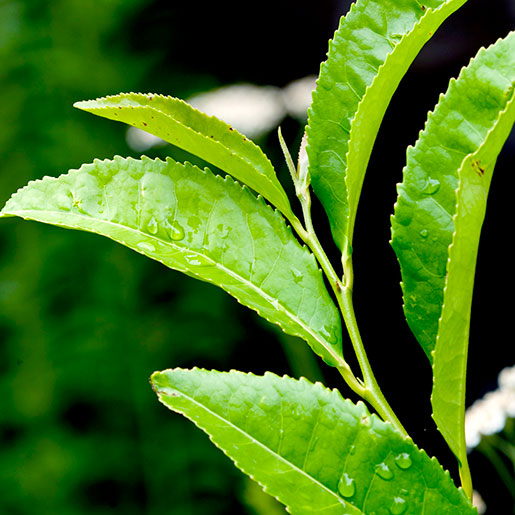 Drinking Green Tea is Good or Bad - Understanding the Health Benefits and Risks