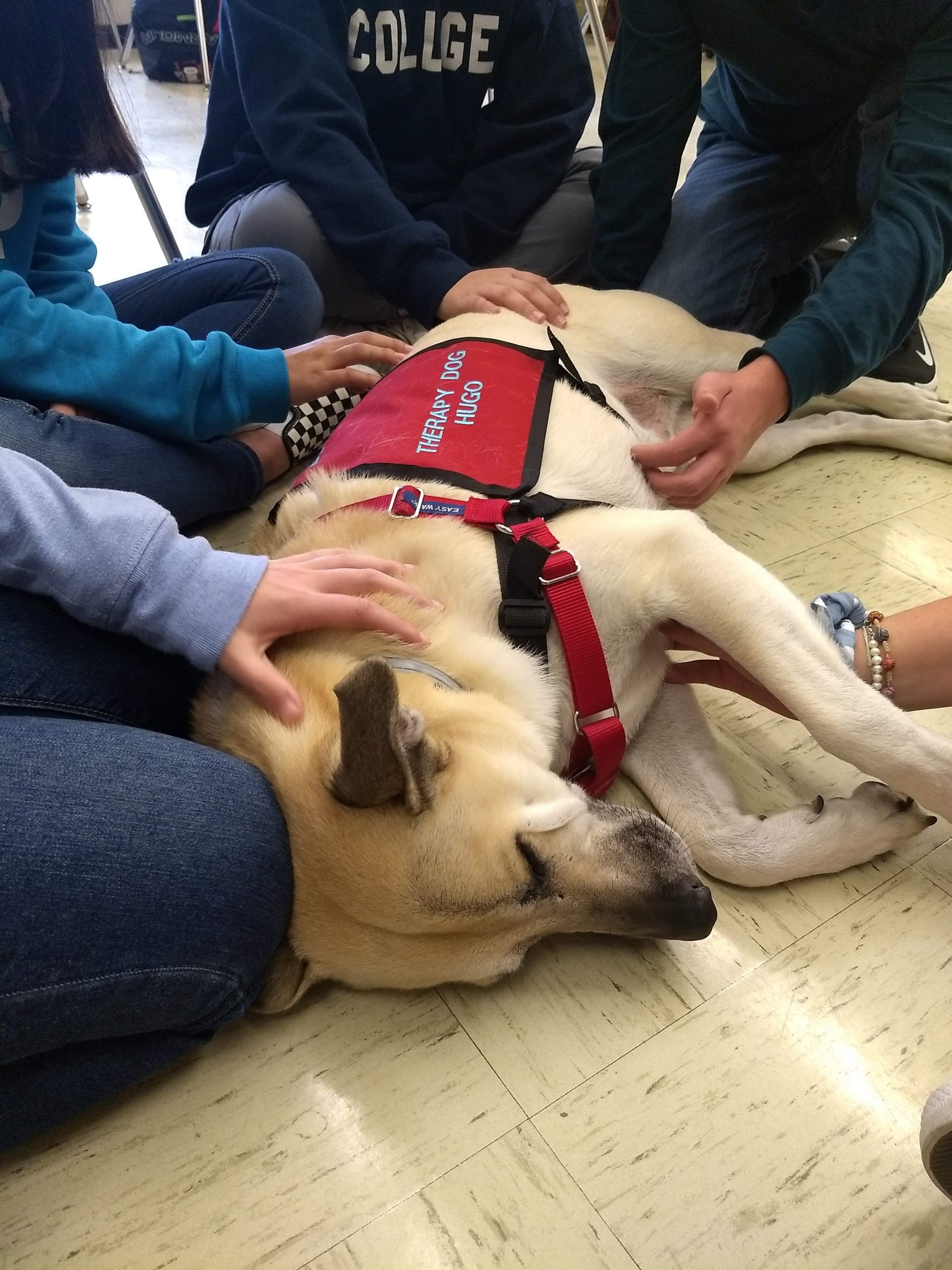 Transforming Education - The Power of Therapy Dog Programs in Schools