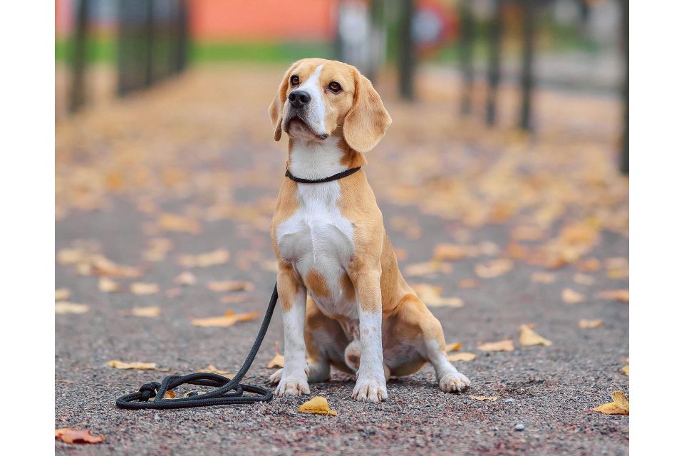 Transforming Education - The Power of Therapy Dog Programs in Schools