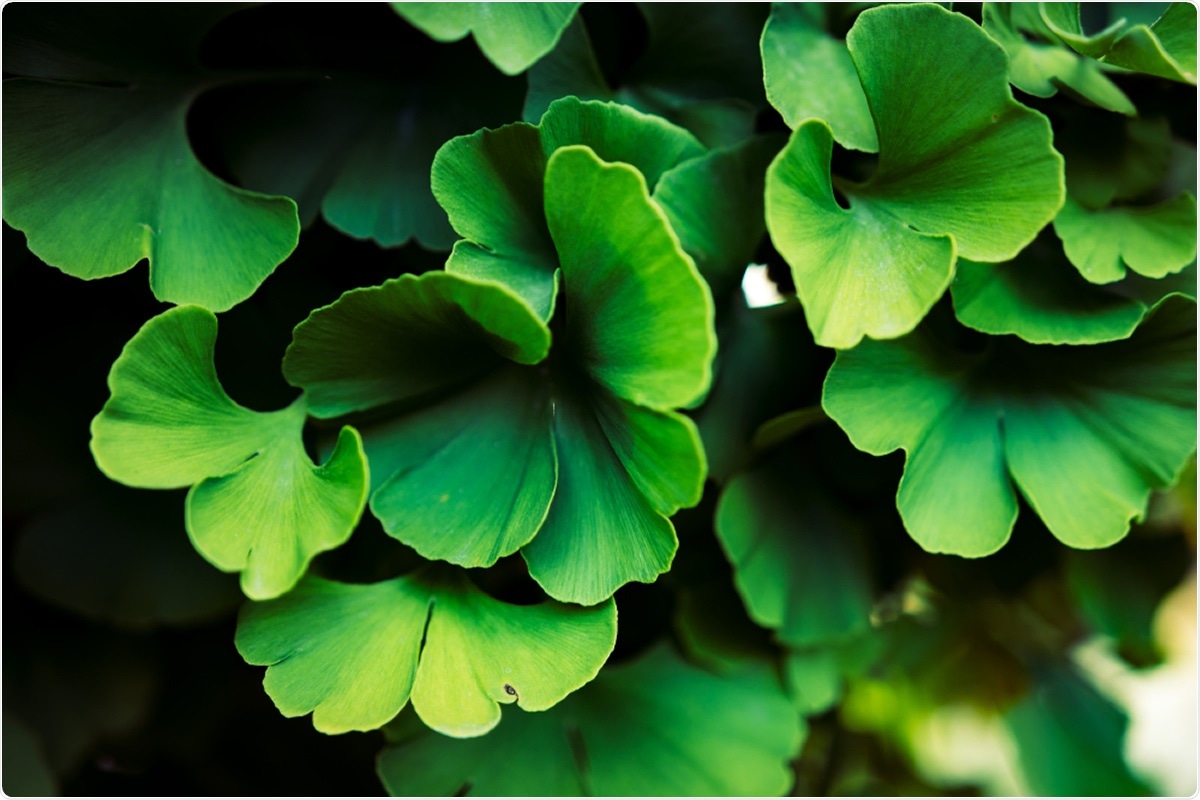 Unlocking Intimacy - How Ginkgo Biloba Benefits Sexually and Enhances Relationships