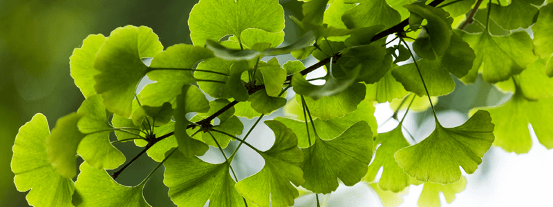 Unlocking Intimacy - How Ginkgo Biloba Benefits Sexually and Enhances Relationships