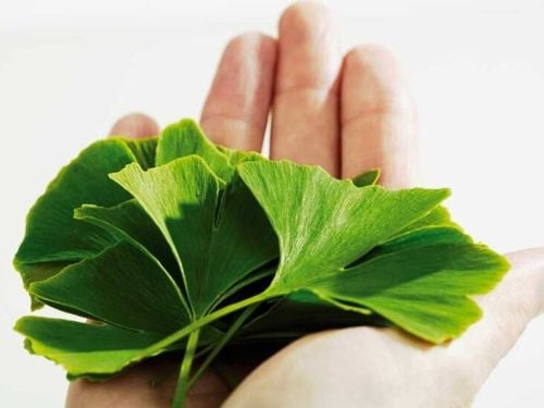 Unlocking Intimacy - How Ginkgo Biloba Benefits Sexually and Enhances Relationships