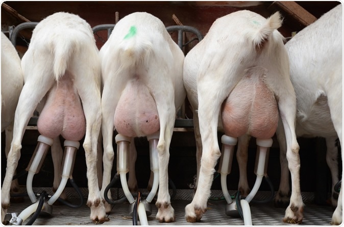 Unlocking the Nutritional Powerhouse - The Surprising Benefits of Eating Goat Brain